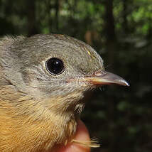 Moucherolle manakin