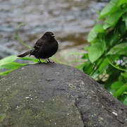 Black Phoebe