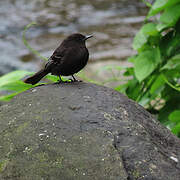 Black Phoebe