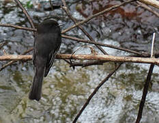 Black Phoebe