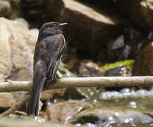 Black Phoebe