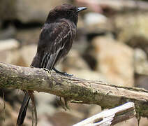 Black Phoebe