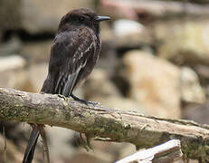 Black Phoebe