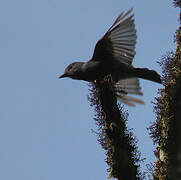 Blackish Pewee