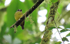 Ornate Flycatcher