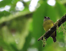 Ornate Flycatcher