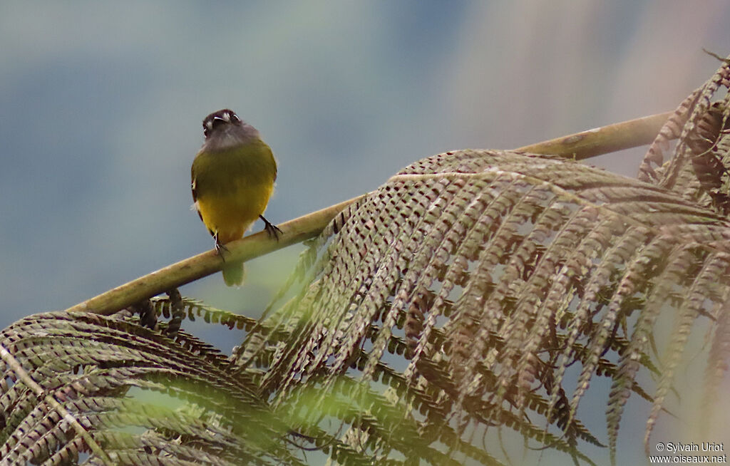 Ornate Flycatcher