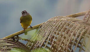 Ornate Flycatcher