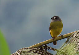 Ornate Flycatcher