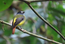 Ornate Flycatcher