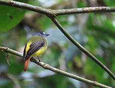 Ornate Flycatcher