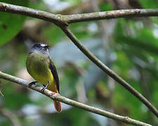 Ornate Flycatcher