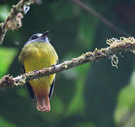 Ornate Flycatcher