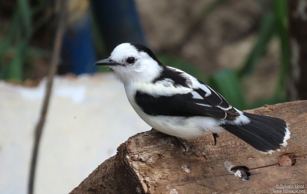 Pied Water Tyrantadult