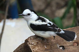 Pied Water Tyrant