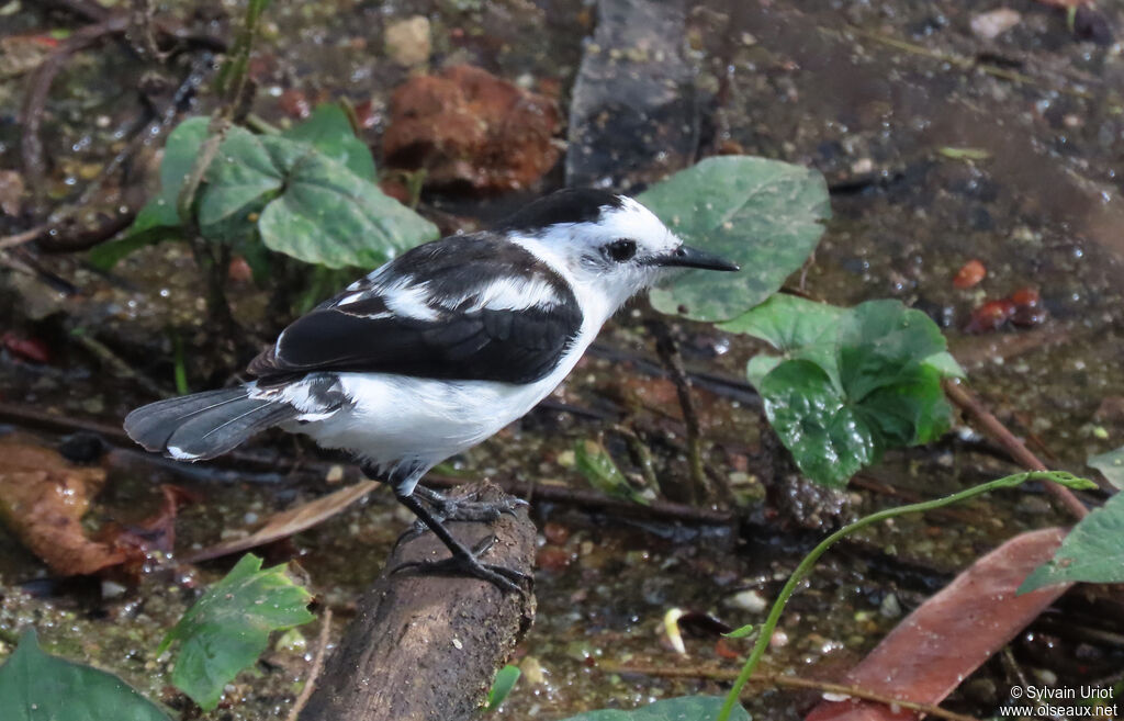 Pied Water Tyrantadult