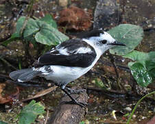 Pied Water Tyrant