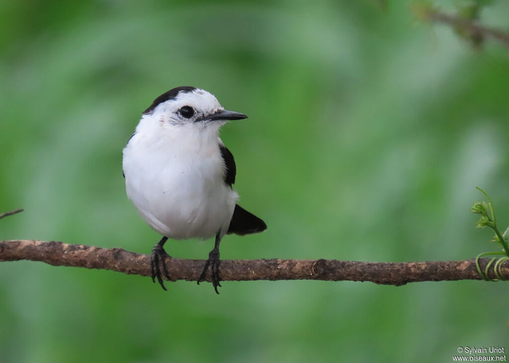 Pied Water Tyrantadult