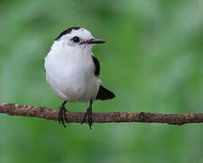 Pied Water Tyrant