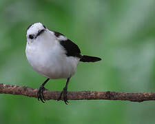 Pied Water Tyrant