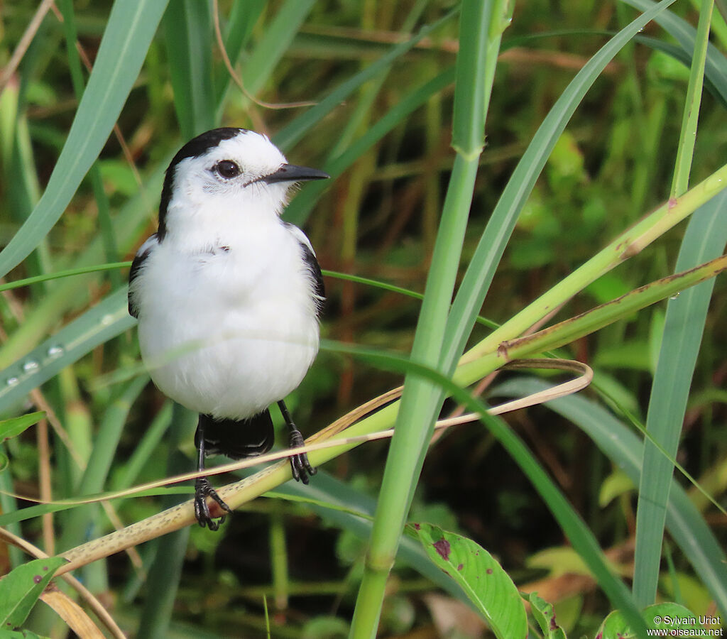 Pied Water Tyrantadult