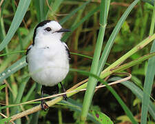 Pied Water Tyrant