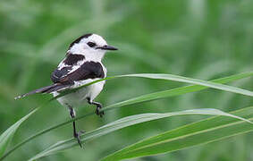 Pied Water Tyrant