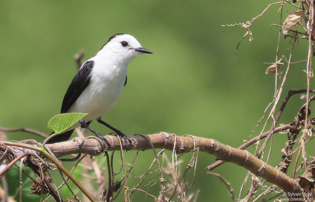 Pied Water Tyrantadult