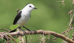 Pied Water Tyrant