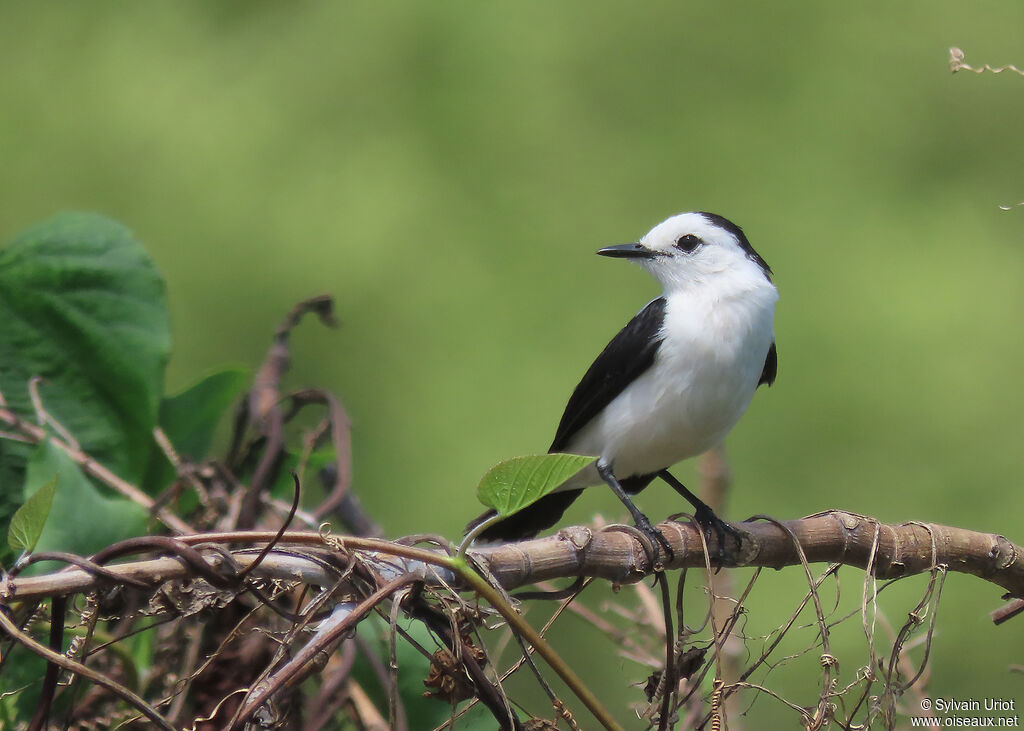 Pied Water Tyrantadult