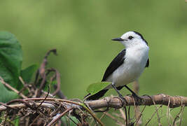 Pied Water Tyrant