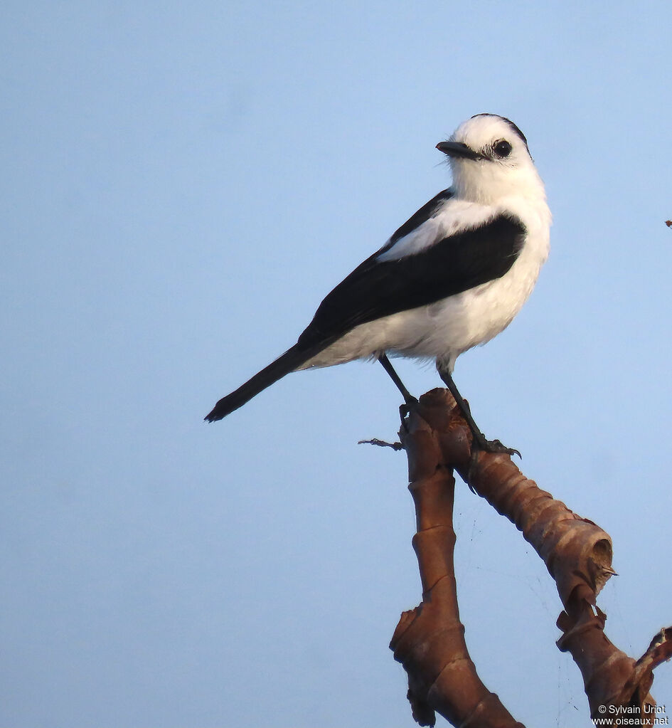 Pied Water Tyrantadult