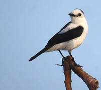 Pied Water Tyrant