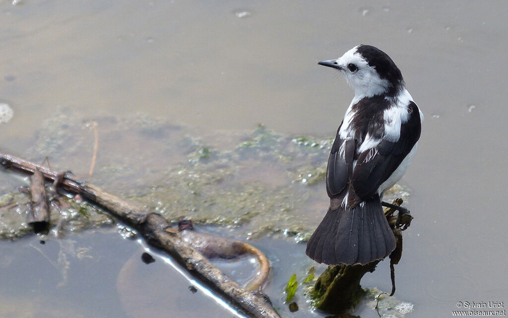 Pied Water Tyrantadult