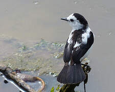 Pied Water Tyrant