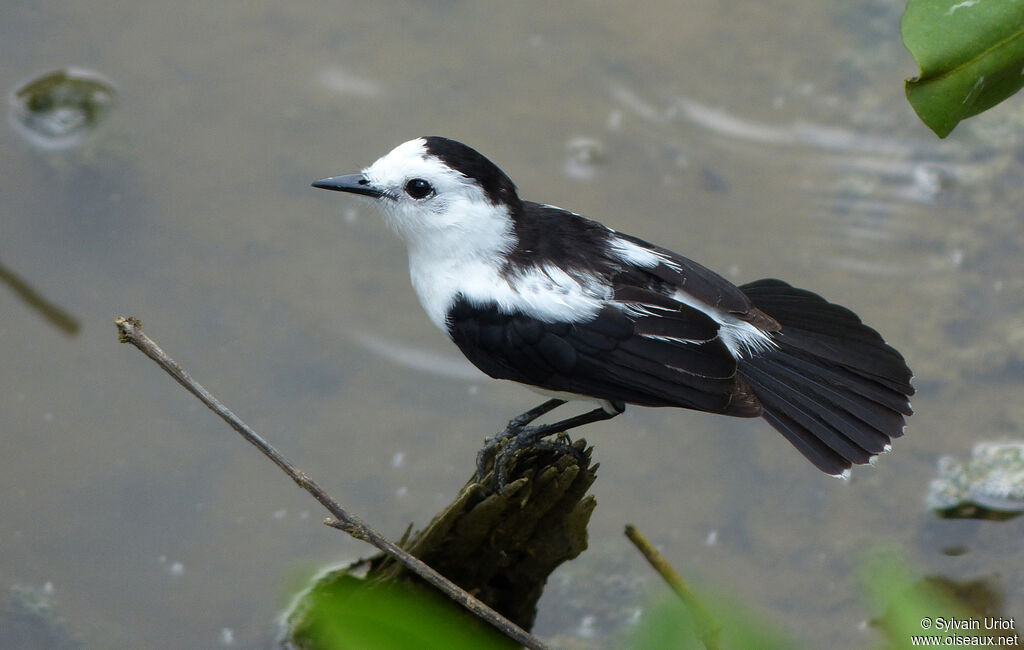 Pied Water Tyrantadult