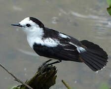 Pied Water Tyrant