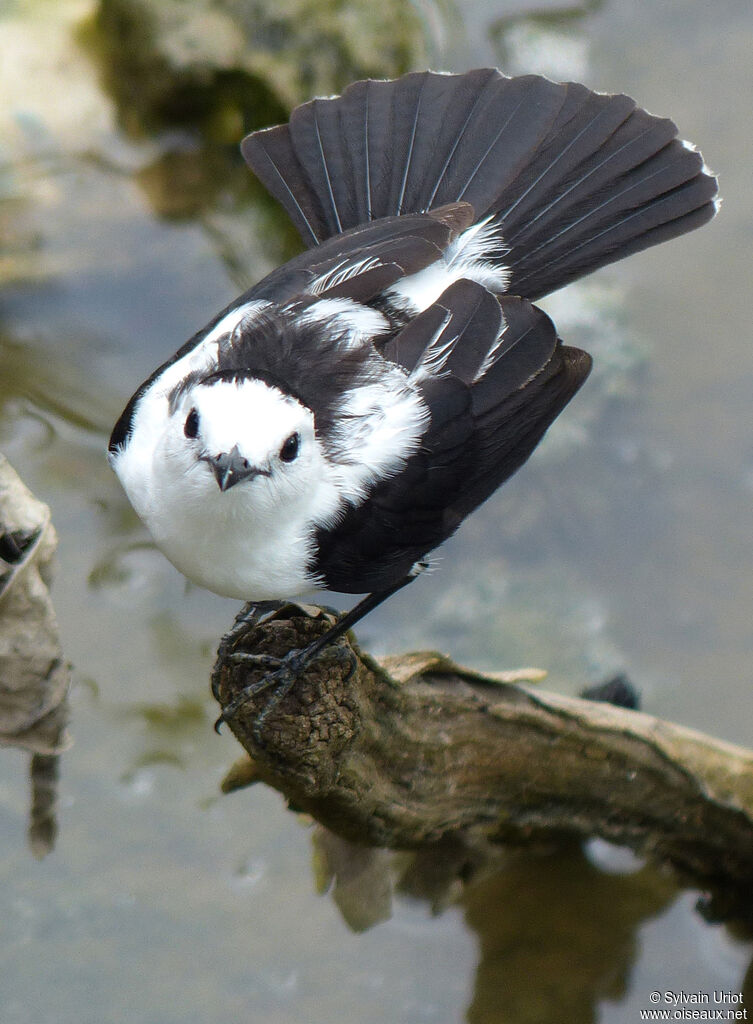 Pied Water Tyrantadult