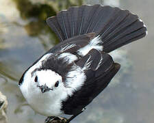 Pied Water Tyrant