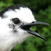 Pied Water Tyrant