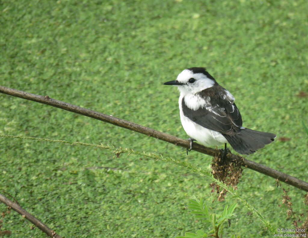 Pied Water Tyrantadult