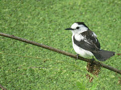 Pied Water Tyrant