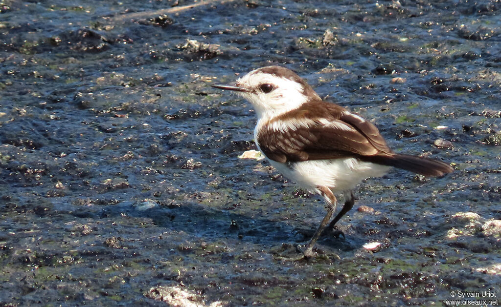 Pied Water Tyrantimmature