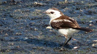 Pied Water Tyrant