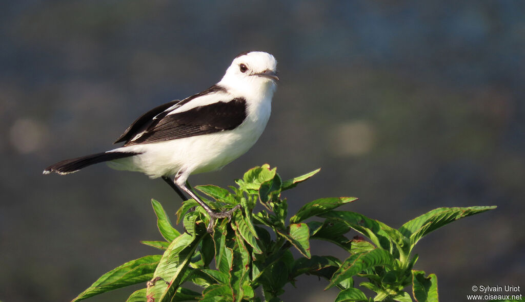 Pied Water Tyrantadult