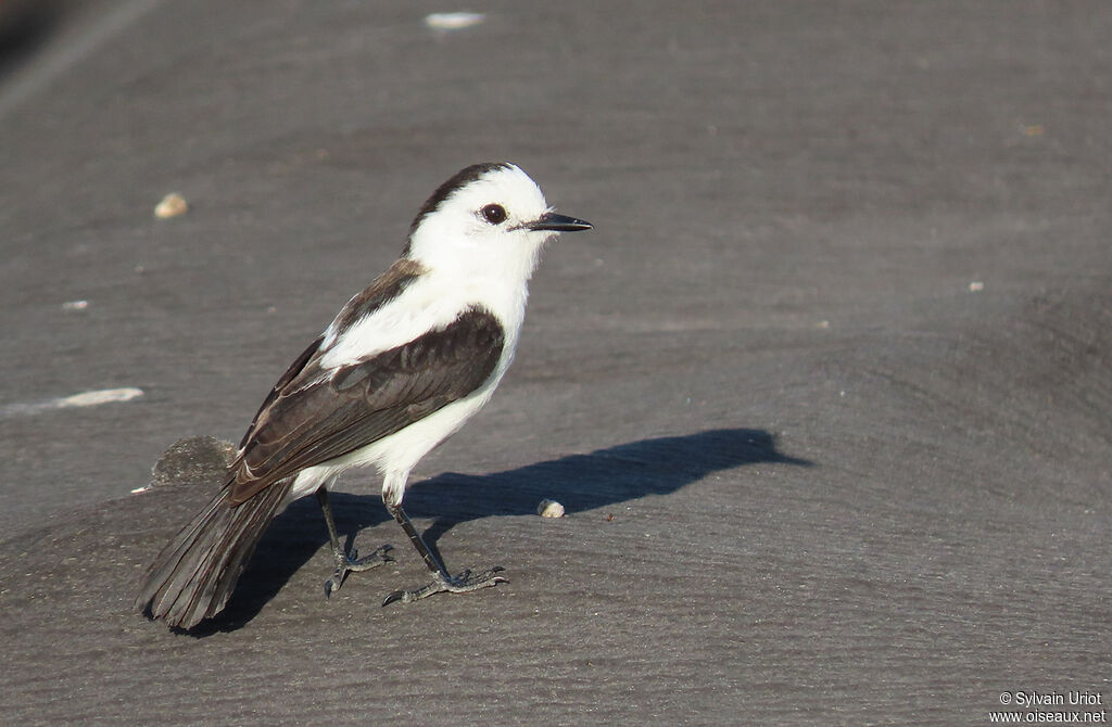 Pied Water Tyrantsubadult