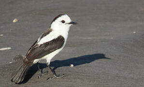 Pied Water Tyrant