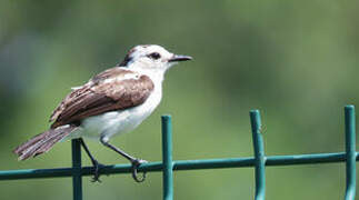 Pied Water Tyrant