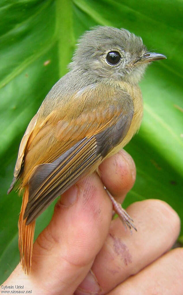 Moucherolle rougequeueadulte, portrait
