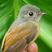 Ruddy-tailed Flycatcher